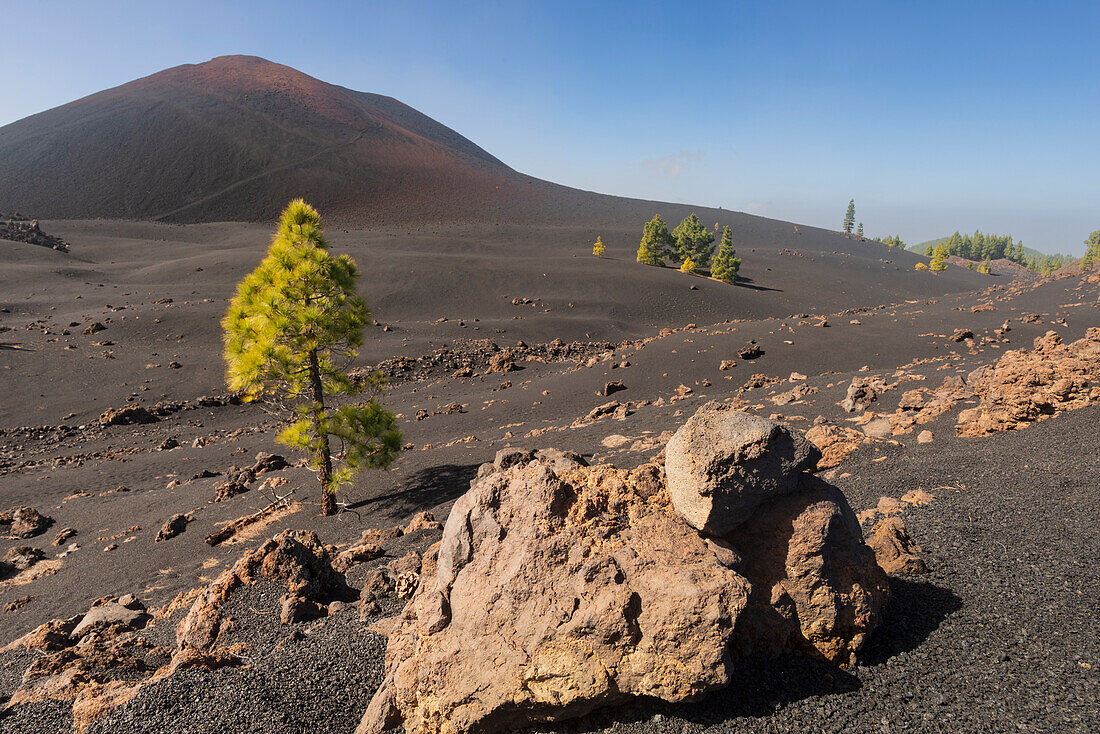 Vulkan Chinyero, Zone Arena Negras, Nationalpark Teide, Teneriffa, Kanarische Inseln, Spanien, Europa