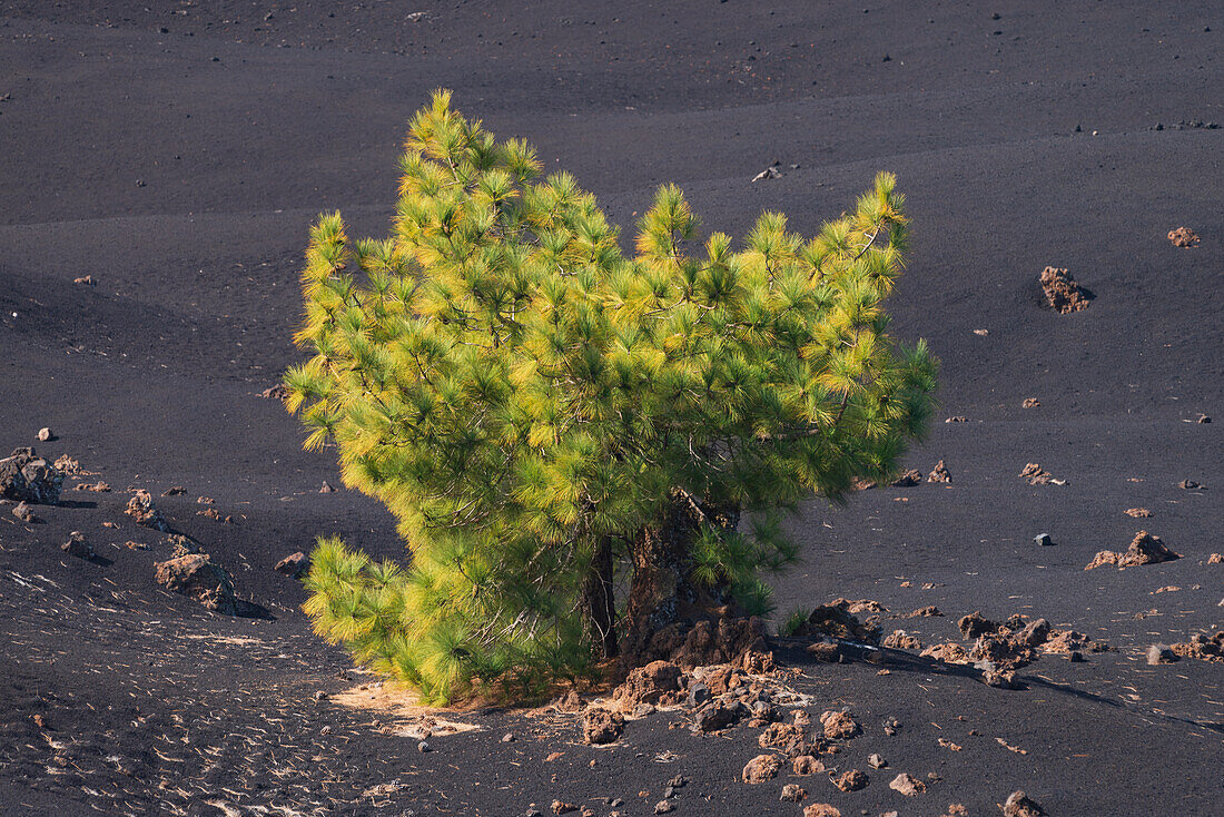 Canary Island Pine (Pinus canariensis) Arena Negras, Teide National Park, Tenerife, Canary Islands, Spain, Europe