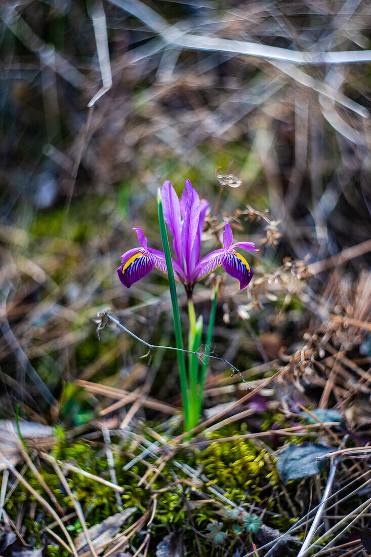 Flower of wild puple iris plant in the forest