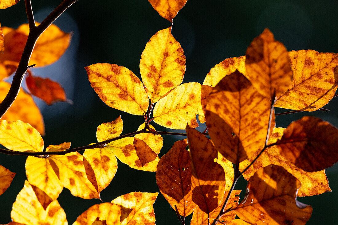 Goldbraune Blätter eines Zweiges in der Herbstfärbung, Lamstedt, Niedersachsen, Deutschland