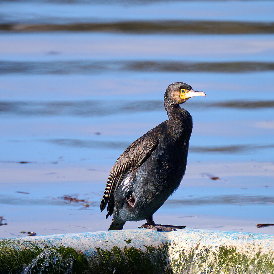 A cormorant stands on one leg, Mondorfer Yachthafen, Mondorf, North Rhine-Westphalia, Germany