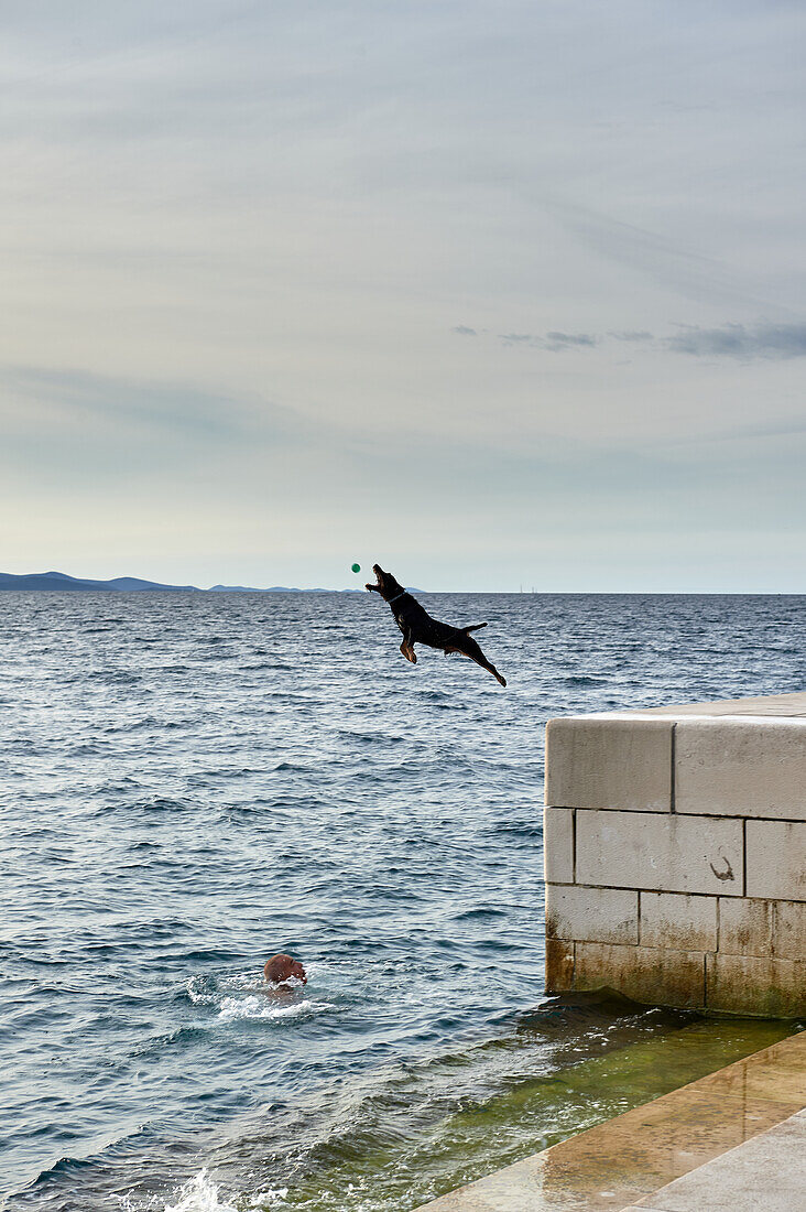 Ein Hund springt ins Wasser und fängt dabei einen Ball, der ihm zugeworfen wird, Zadar, Kroatien, Europa