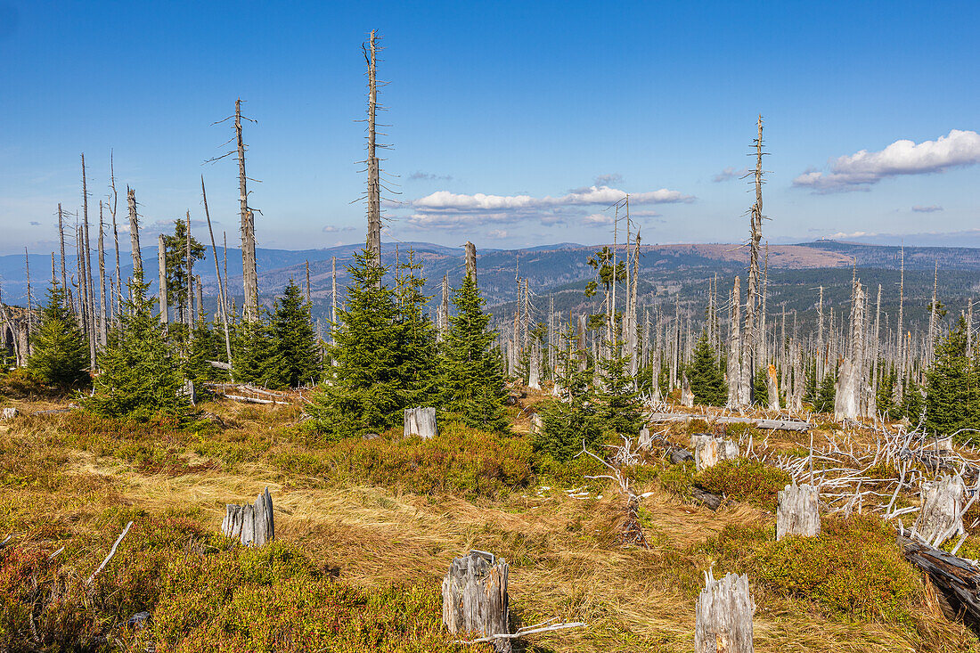 Dead forest on the Großer Rachel, Bavarian Forest National Park, Lower Bavaria, Bavaria, Germany