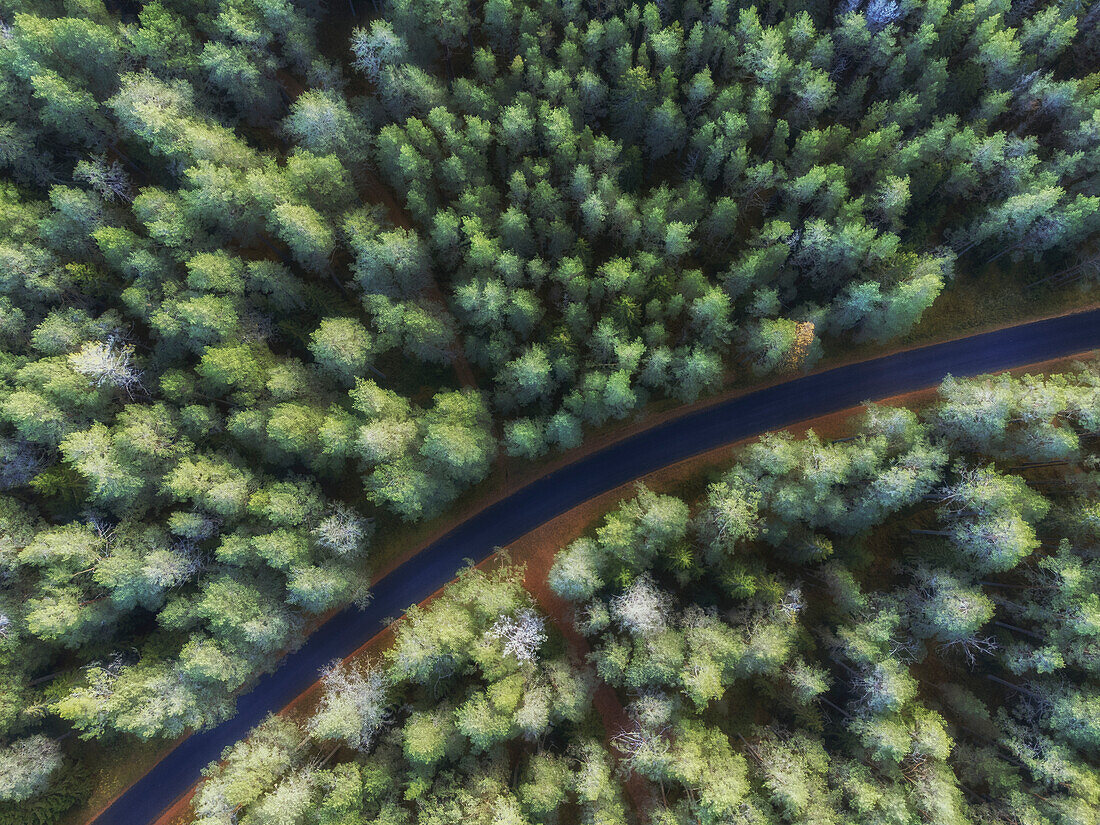 Luftaufnahme, einsame Straße im Wald, Kurve. Virve, Harju, Estland, Baltikum.