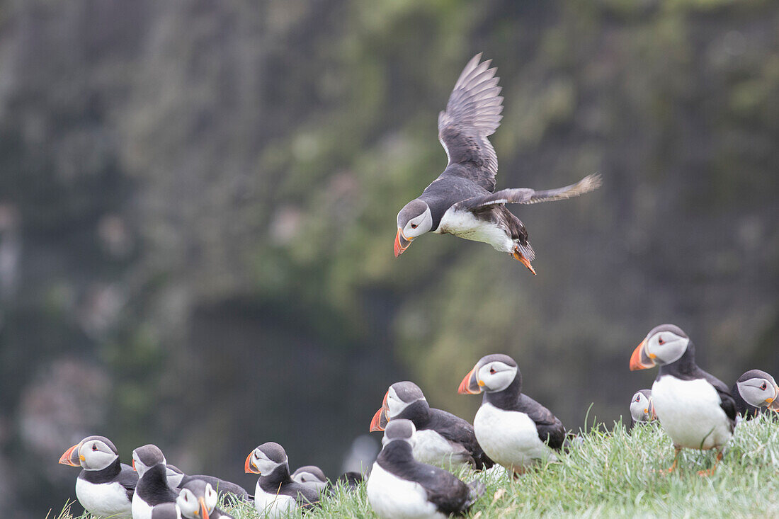 Puffin about to land among other puffins. Mykines, Faroe Islands.