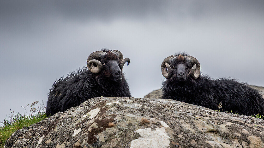 Schwarze Schafe liegen auf Steinen. Hörner. Hoyvik, Streymoy, Färöer.