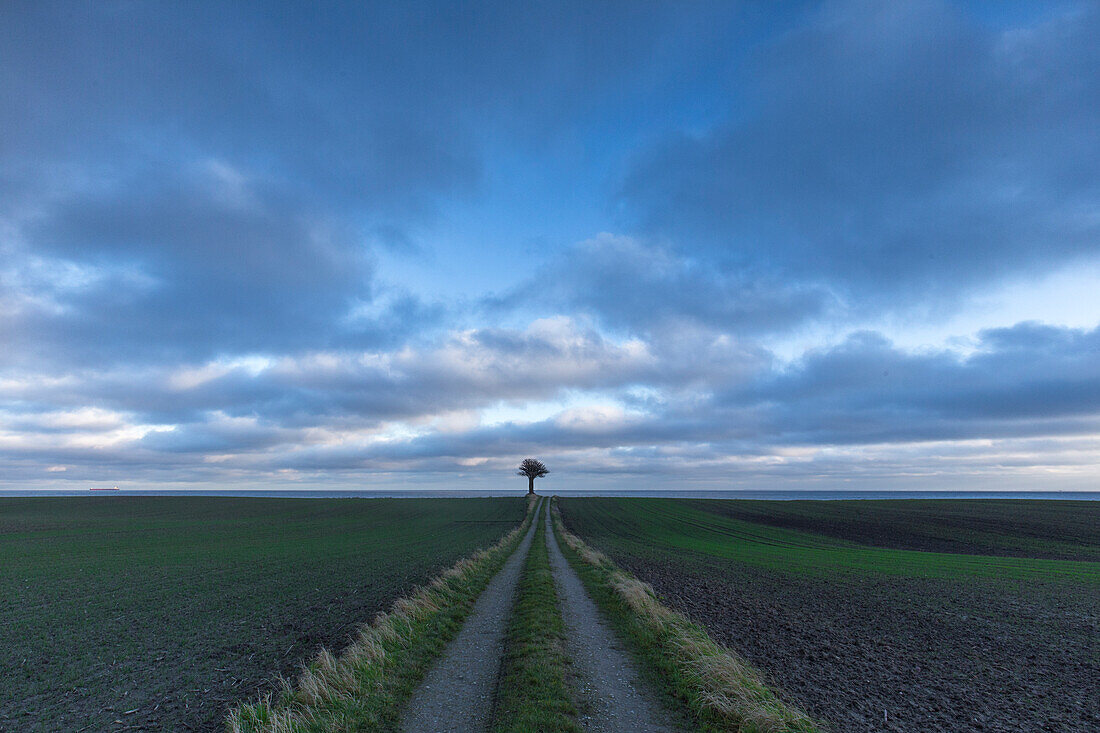 Einsamer Baum am Ende von Feldweg. Langeland, Dänemark. Weiter Himmel.