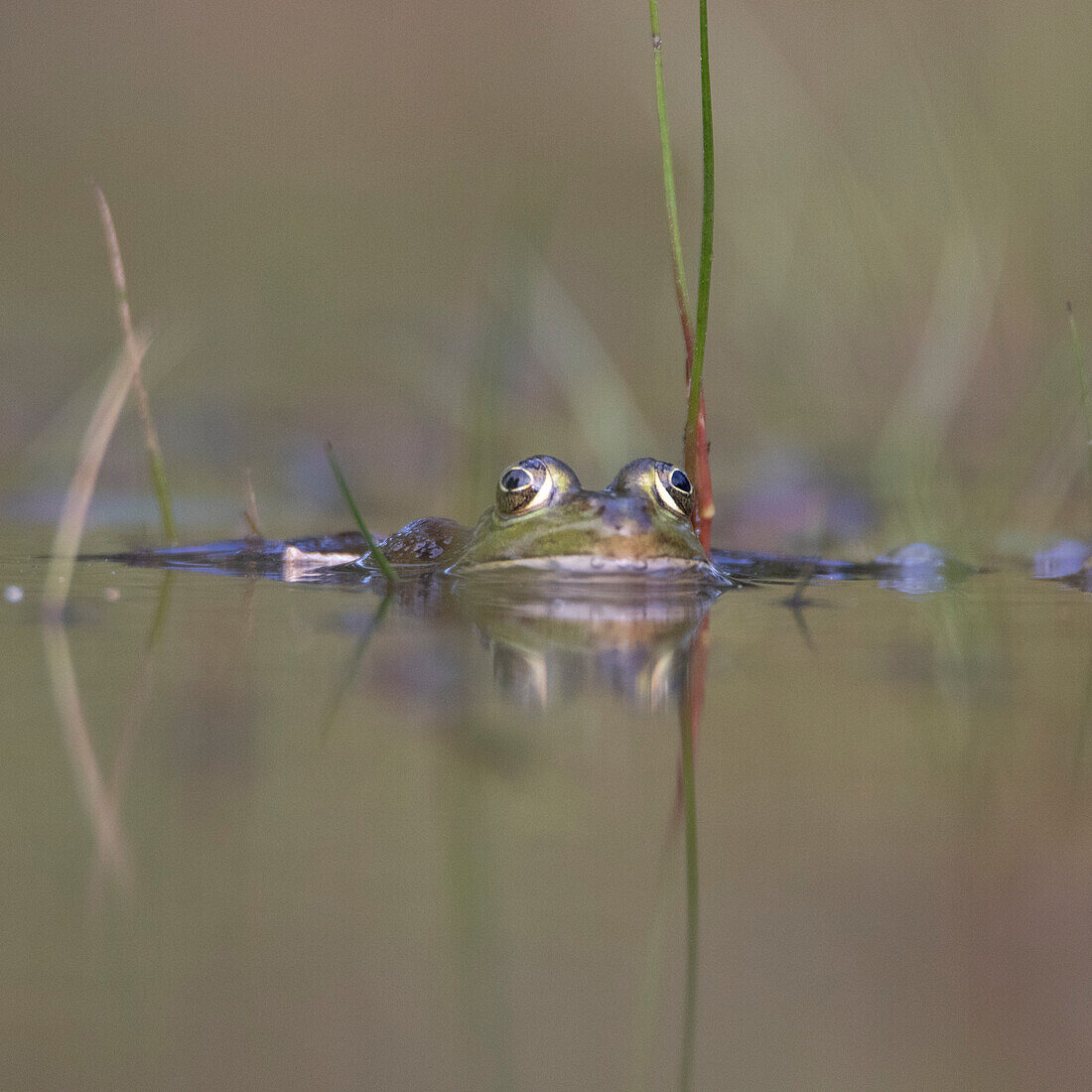 Frog on the water surface, reflection, look.