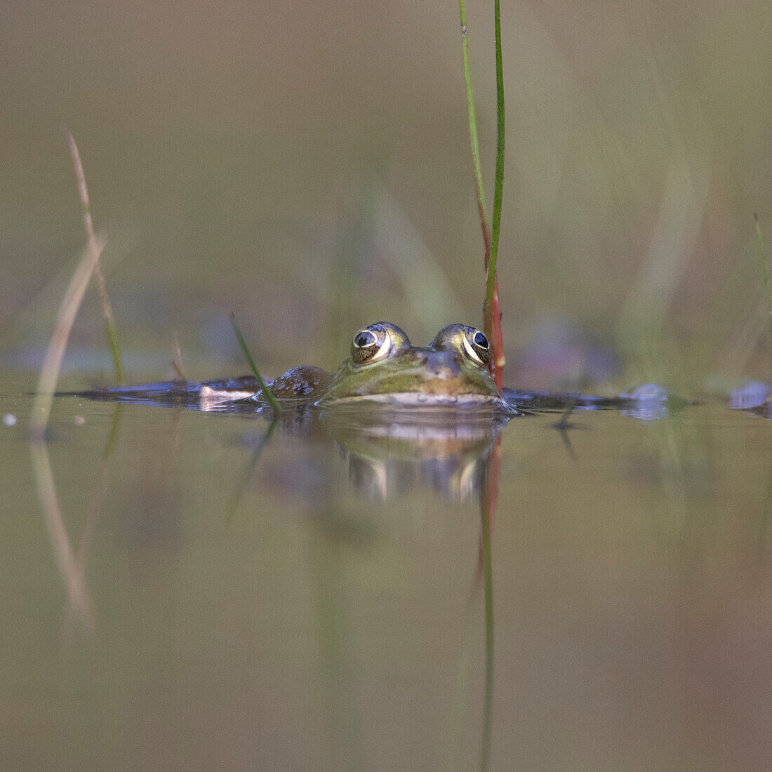 Frosch auf Wasseroberfläche, Spiegelung, Blick.