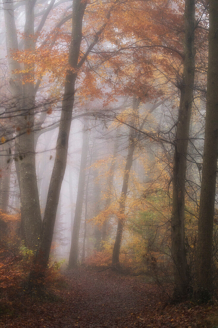 Forest path in autumn, fog. autumn leaves. Oberrotweil, Vogtsburg im Kaiserstuhl, Baden Würtenberg, Germany.