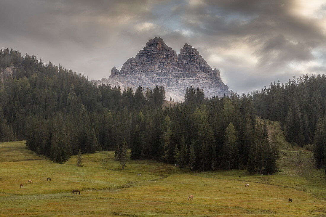 Horses in a meadow in front of a mountain backdrop, Auronzo di Cadore, Belluno, Dolomites, South Tyrol, Italy.