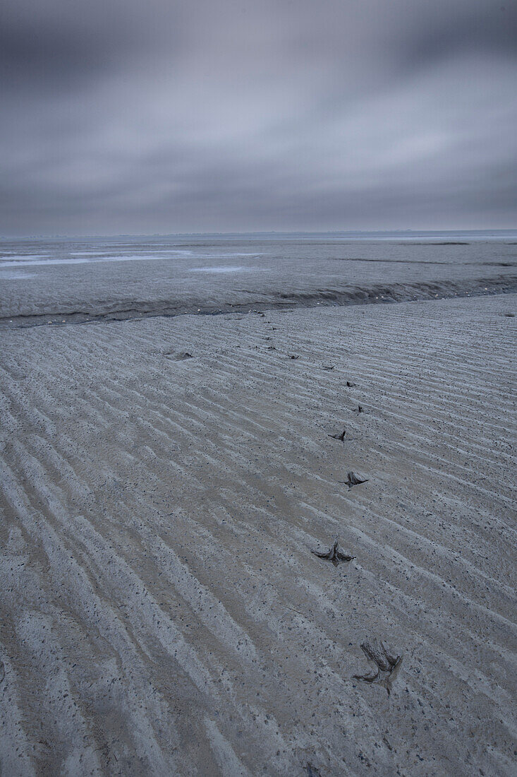 Bird tracks in the mud flats to the horizon. Hooksiel, Friesland, Lower Saxony, Germany.