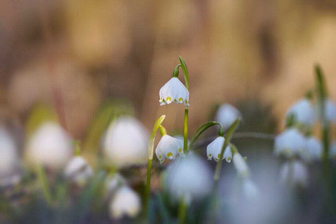 March cups in the Murnauer Moos, Murnau, Bavaria, Germany, Europe