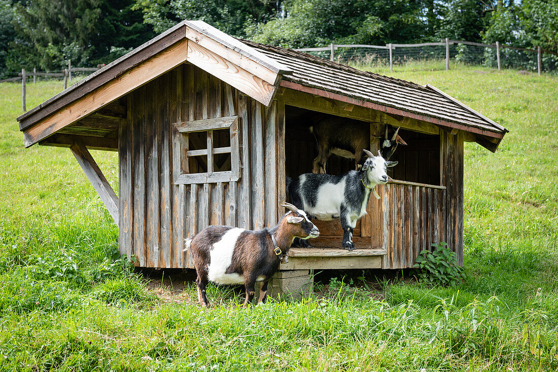 Goats in stable on pasture, Knottenried, Allgäu, Bavaria, Germany