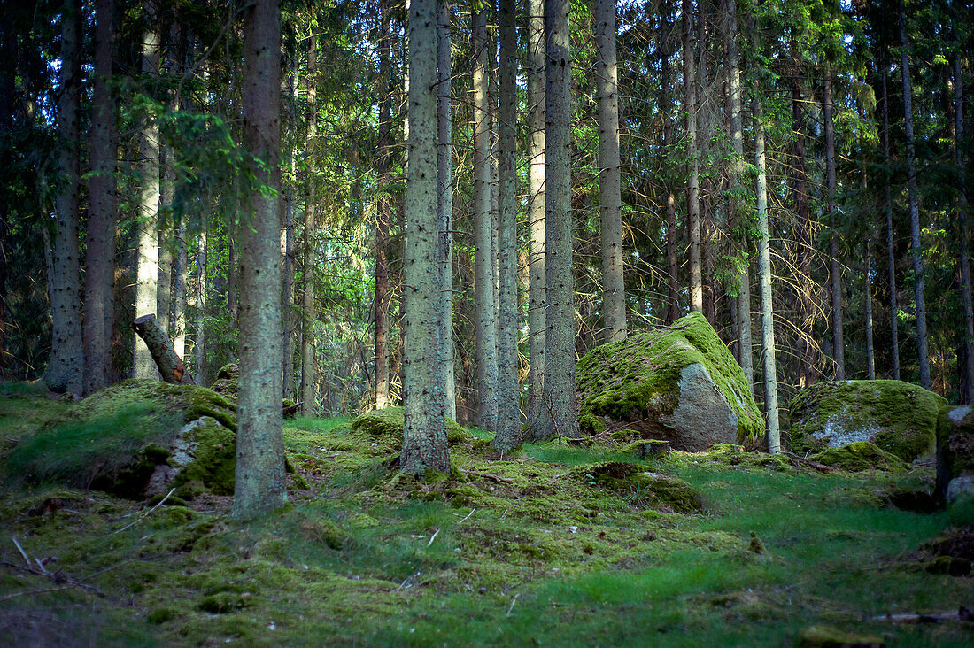 Wald bei Kalleberga, Blekinge, Schweden