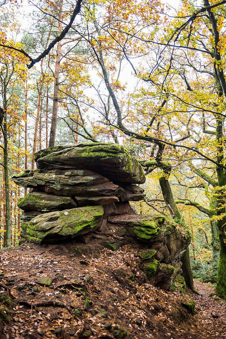 Forest in autumn colors and sandstone rocks, Rehbergturm, Annweiler, Palatinate Forest, Rhineland-Palatinate, Germany