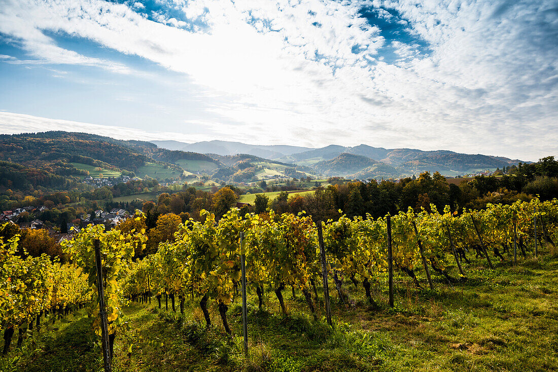 Vineyard in autumn, Schoenberg, Freiburg im Breisgau, Black Forest, Baden-Württemberg, Germany