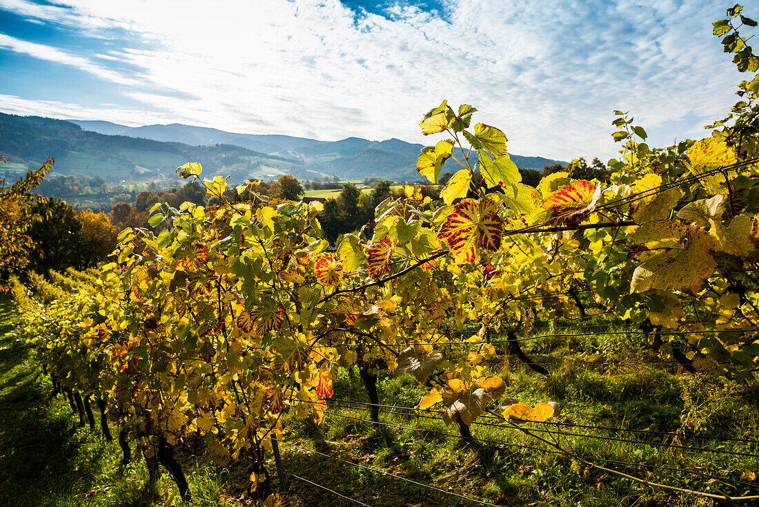 Weinberg im Herbst, Schönberg, Freiburg im Breisgau, Schwarzwald, Baden-Württemberg, Deutschland