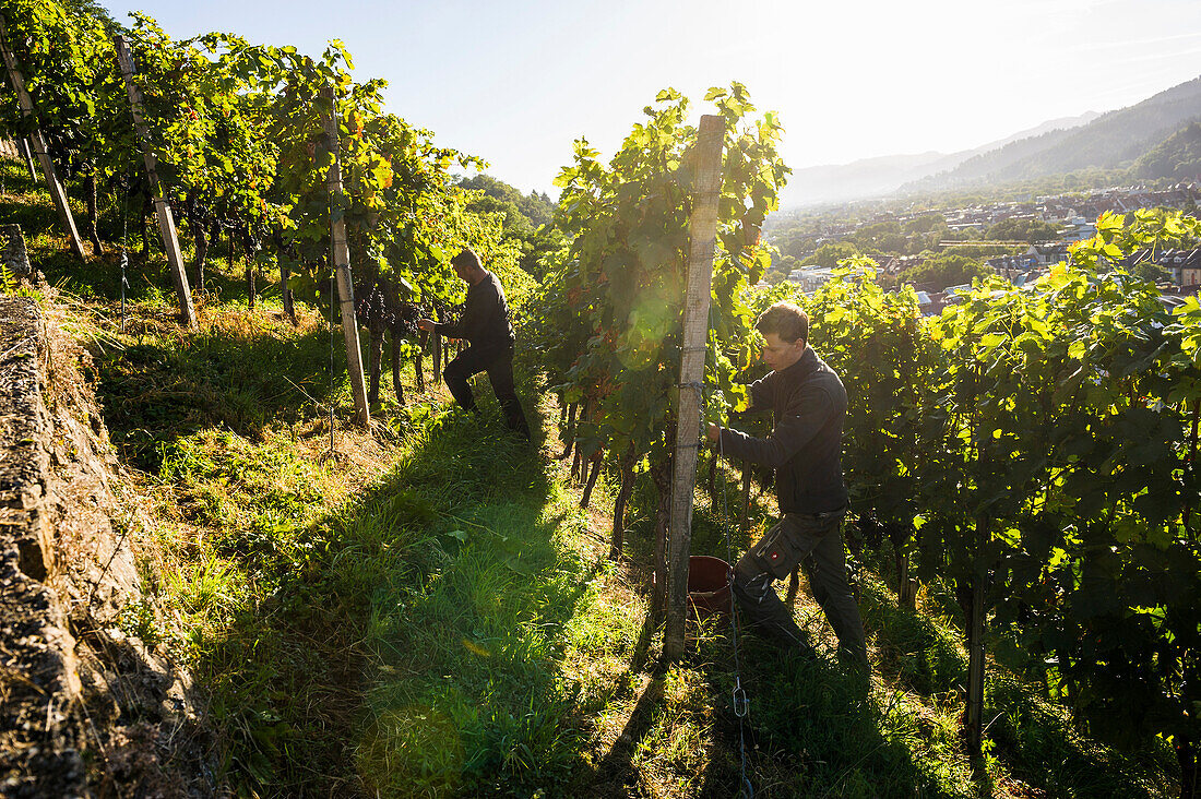 Grape harvest, Schlossberg, Freiburg im Breisgau, Baden-Württemberg, Germany