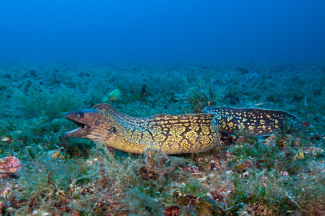 Mediterranean Muraene, Muraena helena, Vis Island, Mediterranean Sea, Croatia