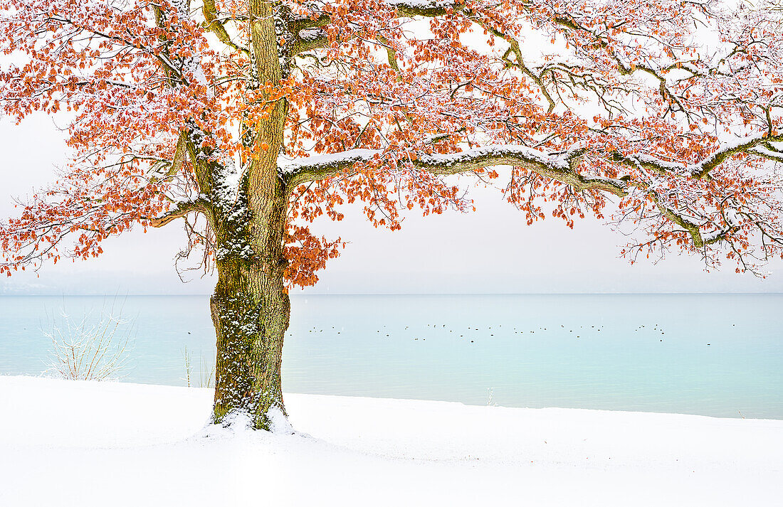Winter am Starnberger See, Tutzing, Deutschland