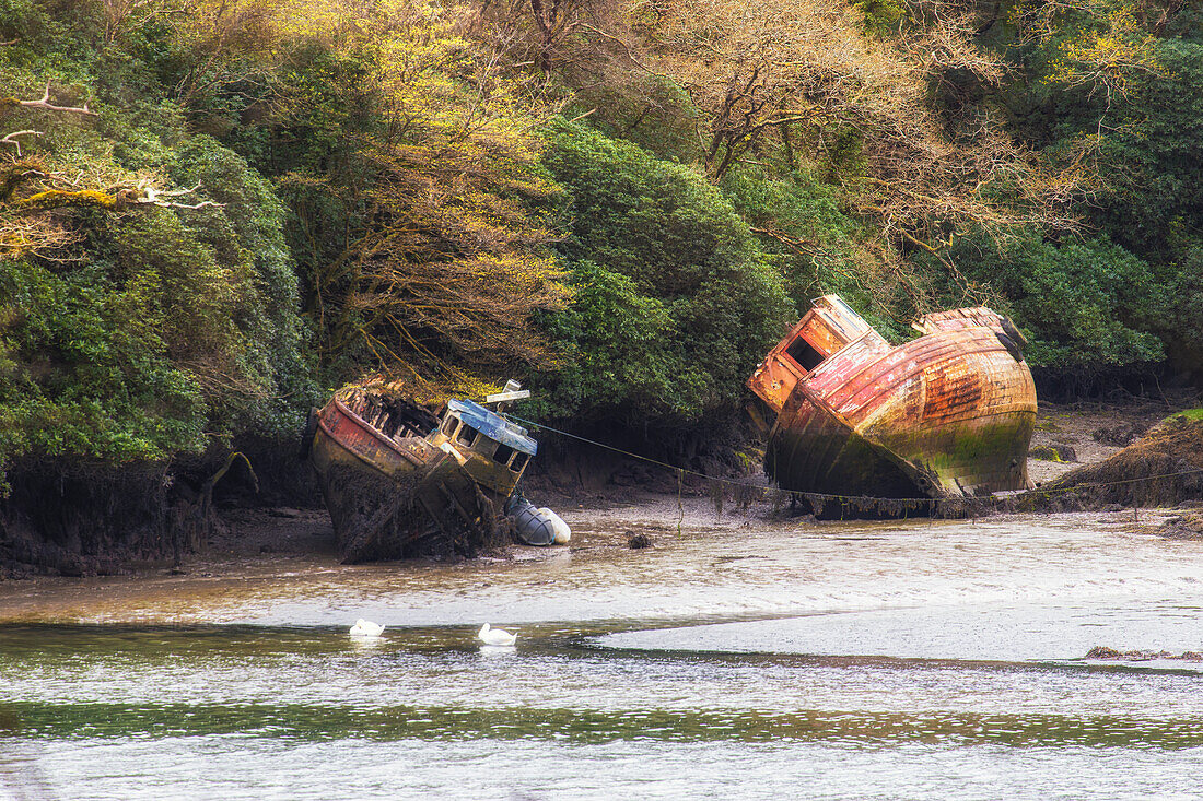 2 bunte Schiffswracks, Fischerboote liegen trocken gefallen in Flussarm. Bäume im Hintergrund. Cooldurragha, Myross, County Cork, Irland.
