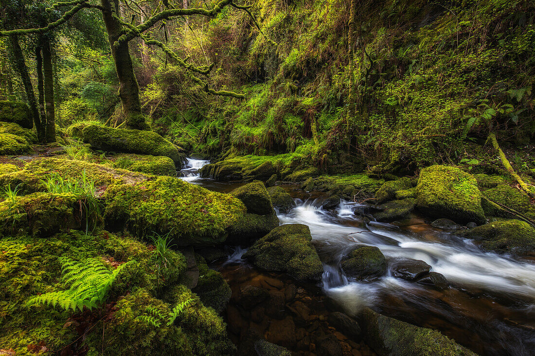 Wilder Bach im grünen Wald. Viel Moos. Farn. Torc, Muckross, County Kerry, Irland.