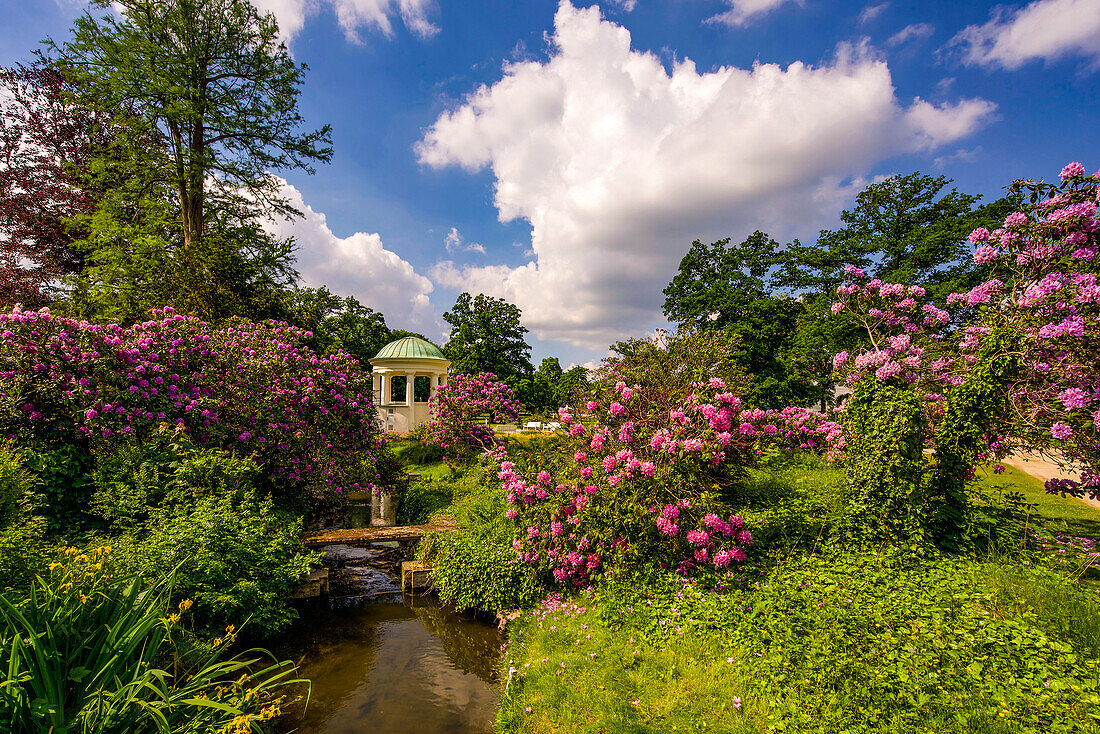 Rhododendren am Leopoldbrunnen im Kurpark von Bad Salzuflen, Kreis Lippe, Nordrhein-Westfalen, Deutschland