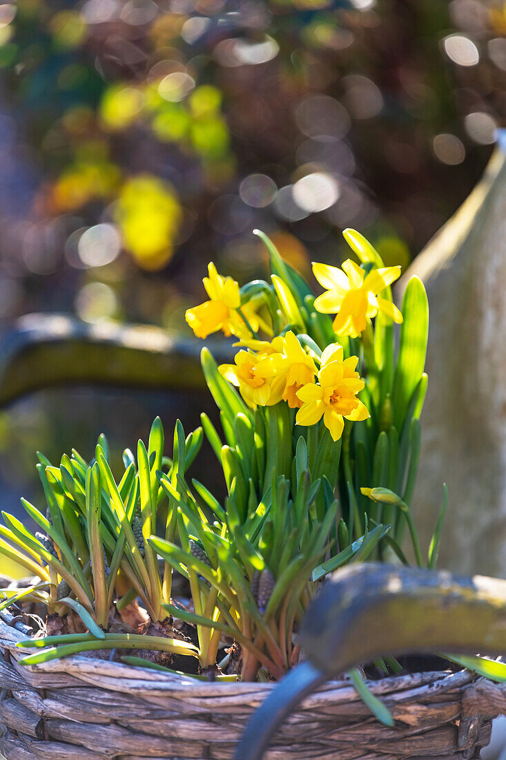 daffodils in wicker basket with bokeh, early blueher,