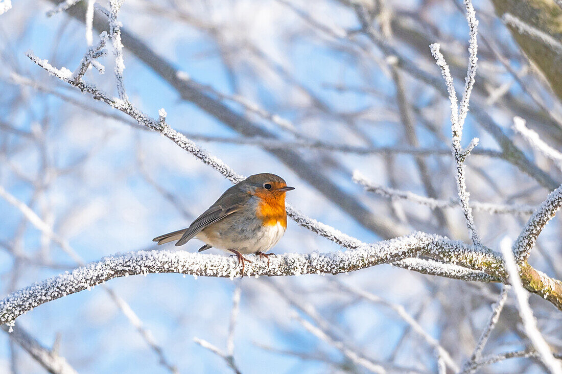 Robin on a branch in winter, Schleswig-Holstein, Germany