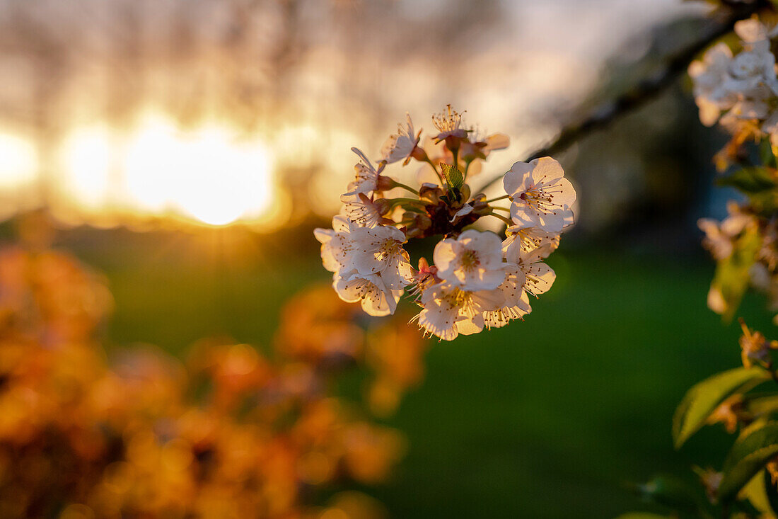 Kirschblüte im Abendlicht, Garten, Sonnenuntergang