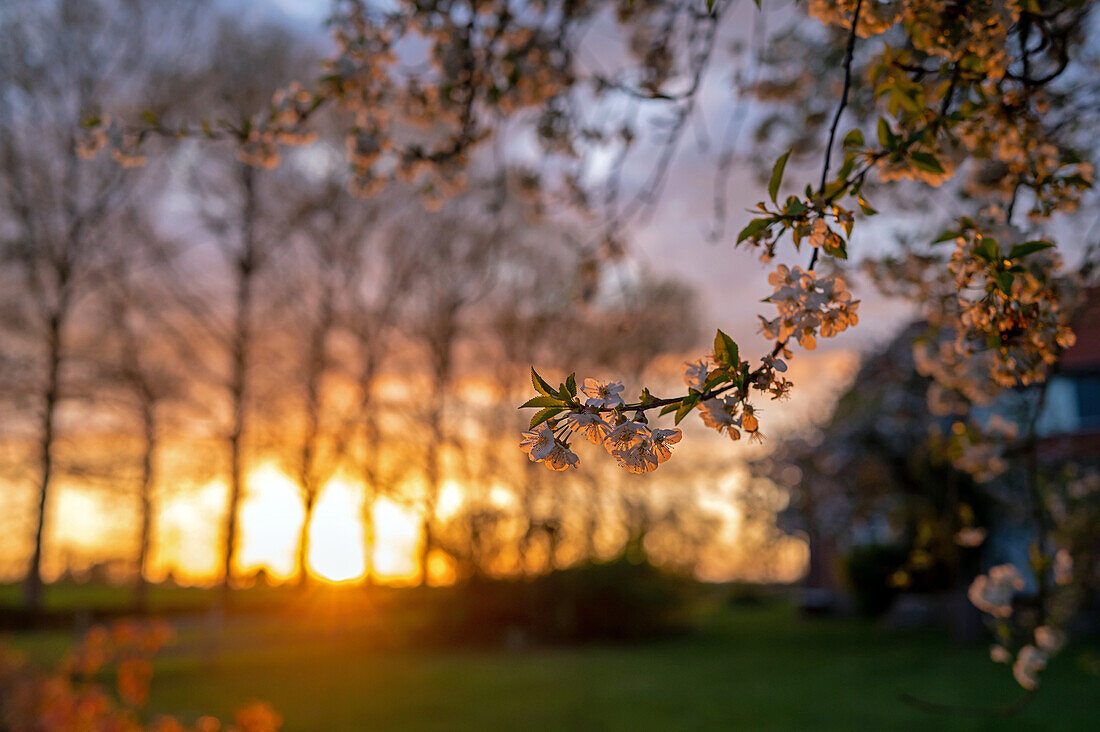 Cherry blossom in the evening light in the garden in the countryside, blossom, garden, sunset