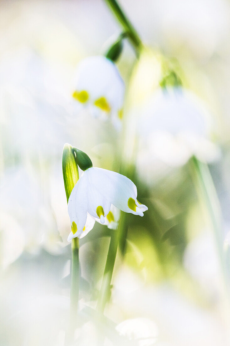 March mug blossom in sunlight with bokeh, early blooming, flowers, forest, garden