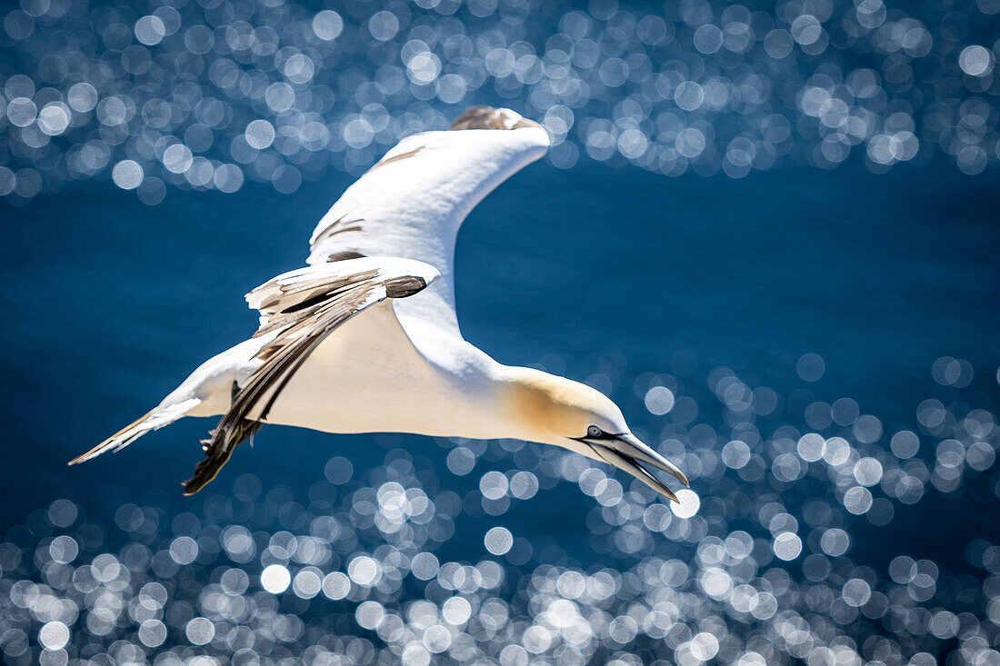 Basstölpel fängt das Licht, Helgoland, Vogelfelsen, Vögel, Insel, Schleswig-Holstein, Deutschland