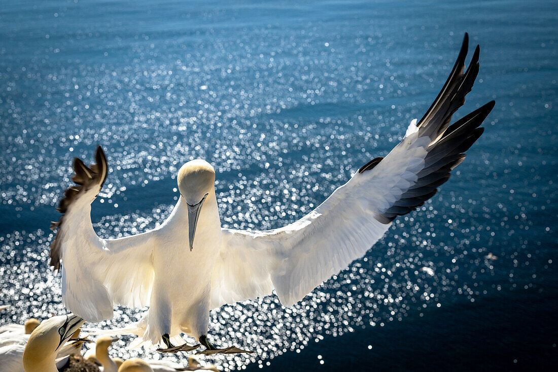 Northern gannet approaching with light reflections in the background, Helgoland, Vogelfelsen, Voegel, Insel, Schleswig-Holstein, Germany