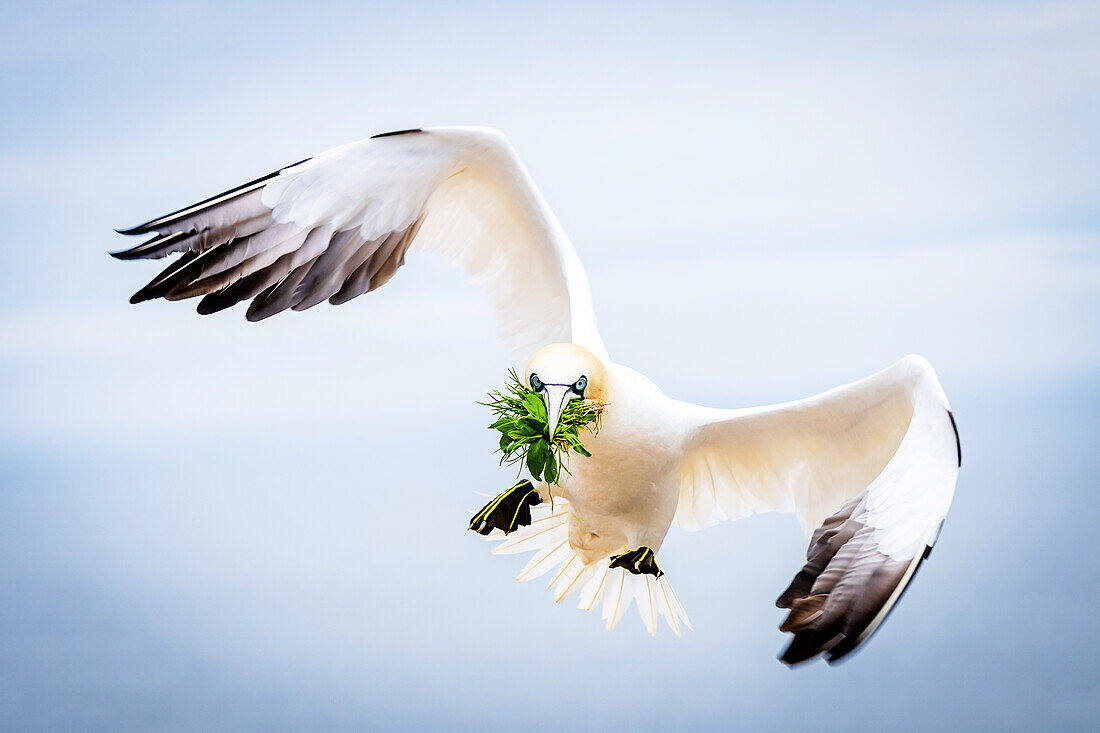 Gannets with grass approaching the Vogelfelsen, Heligoland, Vogelfelsen, Voegel, Insel, Schleswig-Holstein, Germany