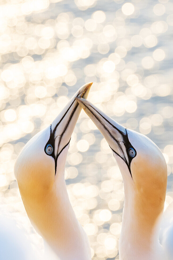 Northern gannets beaking, Helgoland, Vogelfelsen, Vogel, Insel, Schleswig-Holstein, Germany