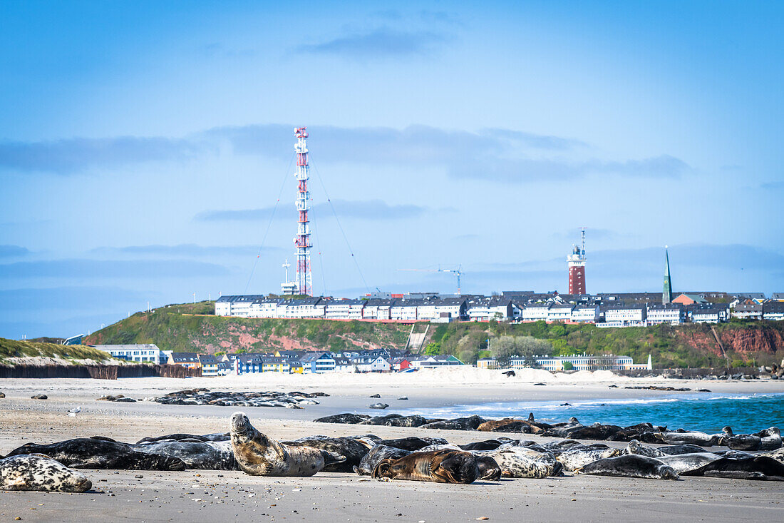 Robben auf der Düne Helgoland mit der Insel im Hintergund, Helgoland, Insel, Nordsee, Schleswig-Holstein, Deutschland