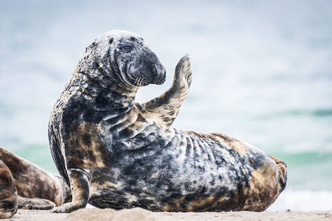 Robbe winkt mit der Flosse im Sand, Nordseeinsel Helgoland, Nordsee, Insel, Schleswig-Holstein, Deutschland