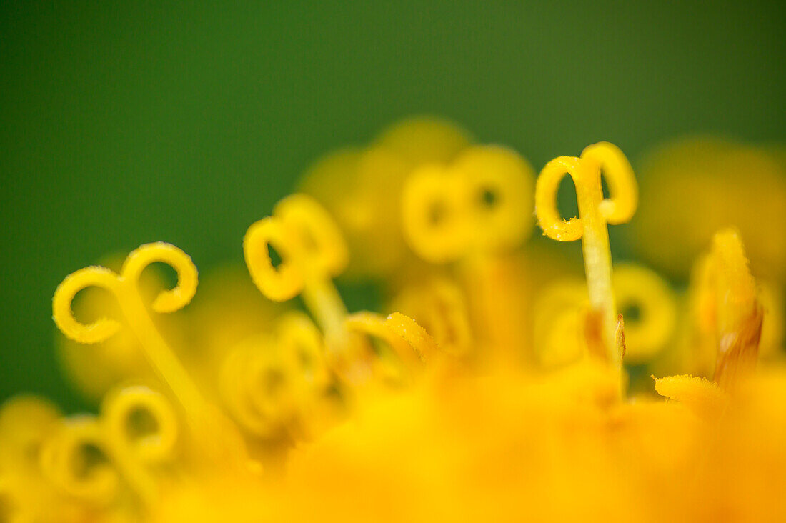 Gelbe Staubgefäße der Gamswurz, Doronicum, Nationalpark Vanoise, Vanoise, Savoyen, Frankreich