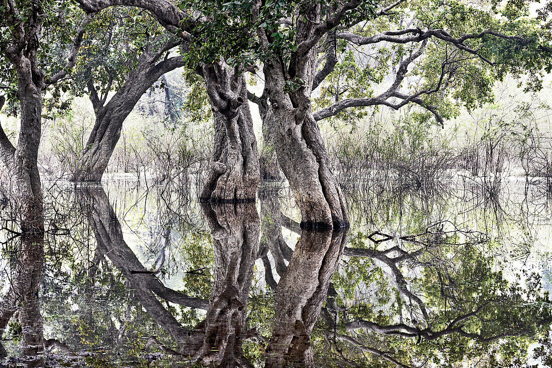 Bäume und Spiegelungen, Bharatpur Bird Sanctuary, Rajasthan, Indien