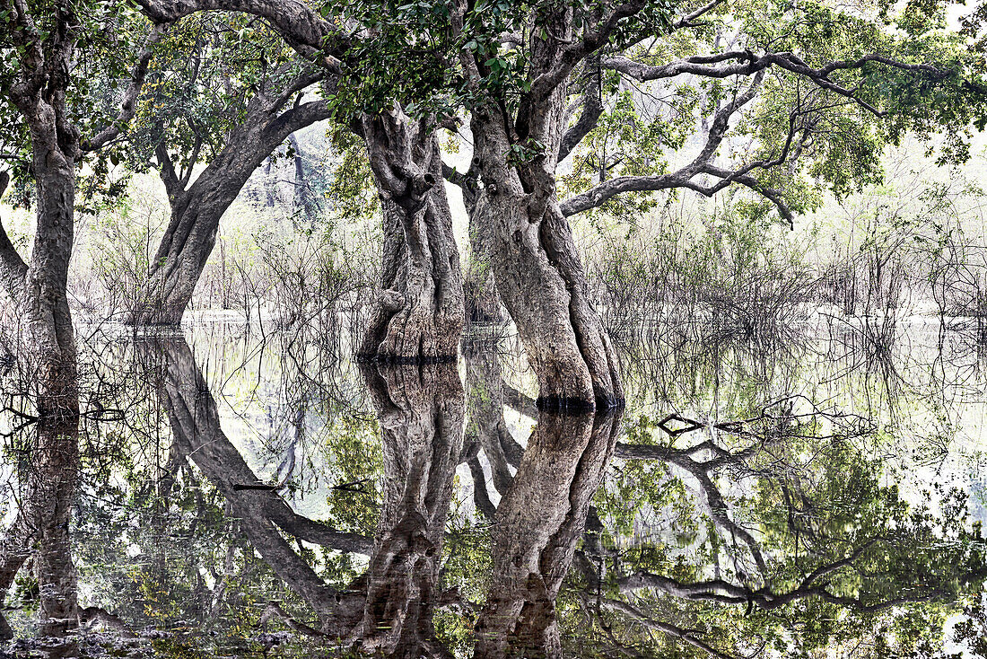 Trees and reflections, Bharatpur Bird Sanctuary, Rajasthan, India