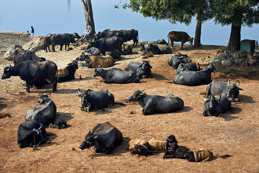 Buffalo, Agra, India