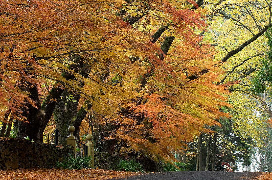 Japanische Ahorne und Nebel, Herbst, Mt. Wilson, Blue Mountains, NSW, Australien