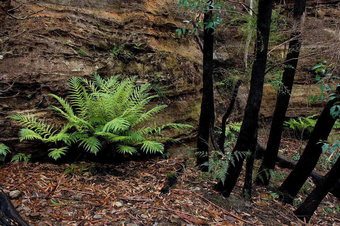 Einheimische Farne und verbrannte Bäume, Blue Mountains National Park, NSW, Australien