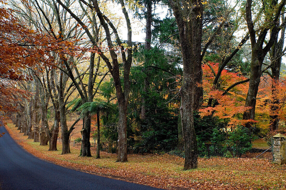 Avenue of trees, Mt Wilson, Blue Mountains, NSW, Australia