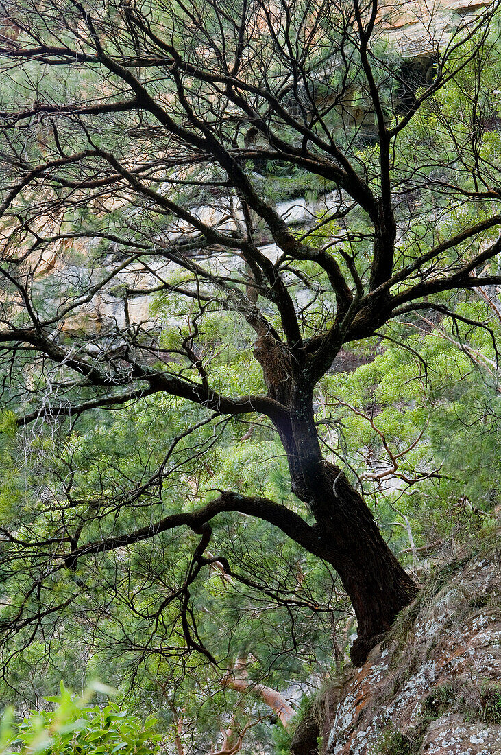 National Pass Heritage Walk, Blue Mountains, NSW, Australien