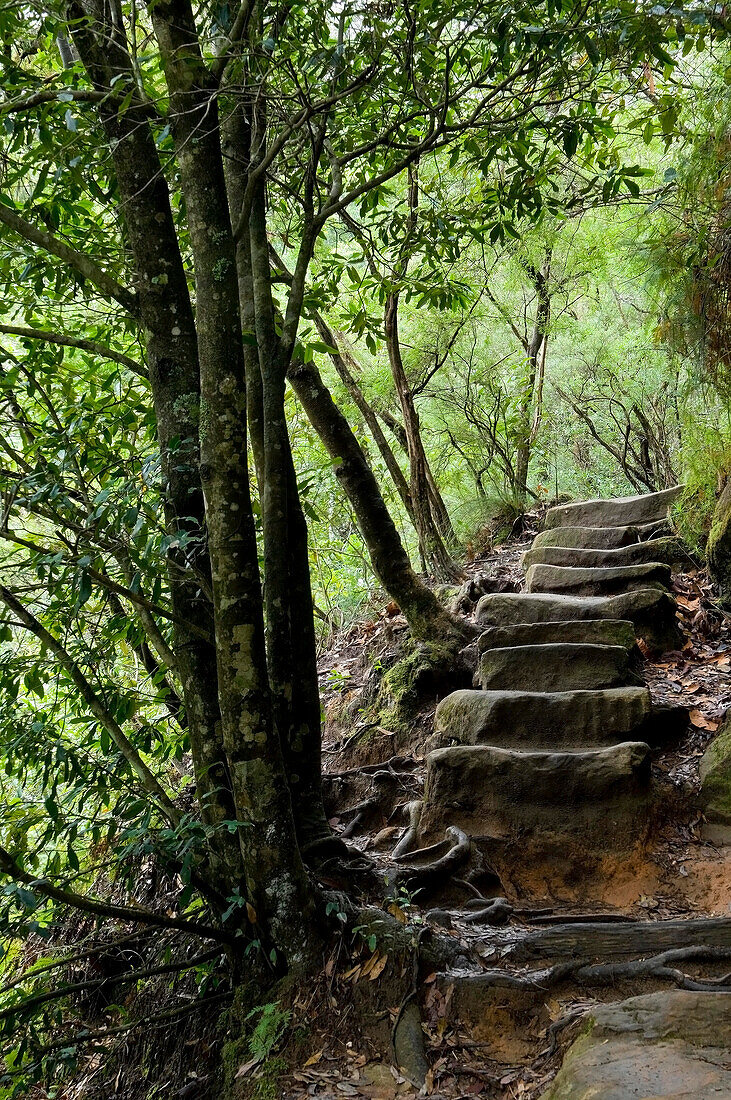 National Pass Heritage Walk, Blue Mountains, NSW, Australien