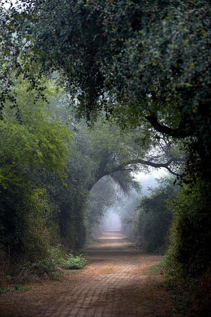 Bharatpur Sanctuary Gehweg, Rajasthan, Indien