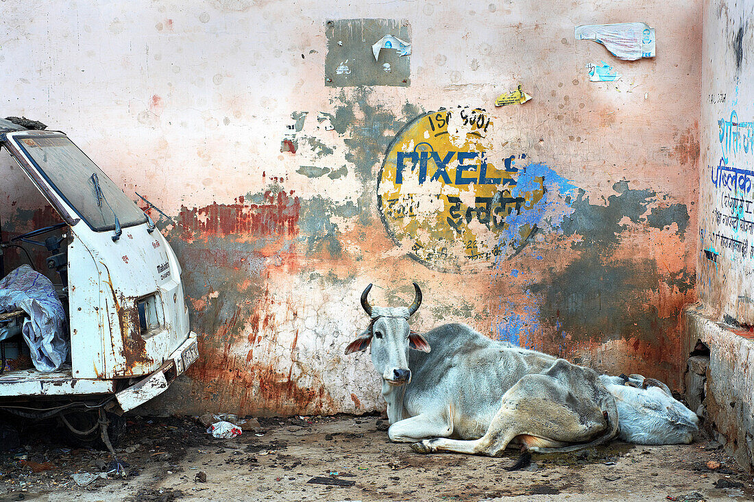 Abgemagerte Kuh und Kalb mit strukturiertem Wandhintergrund, Bundi, Rajasthan, Indien